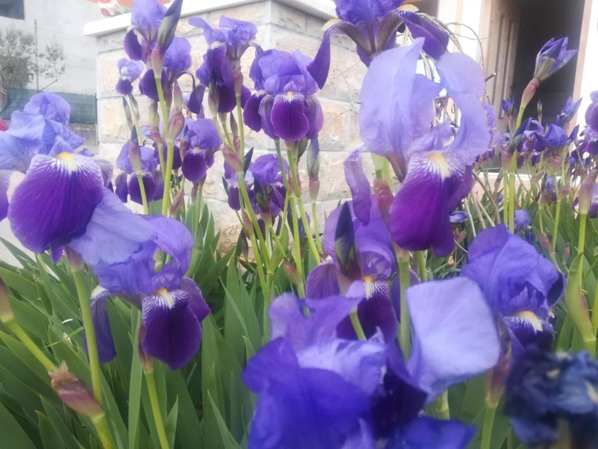 Castello Flower Apartment คาชเตลา ภายนอก รูปภาพ